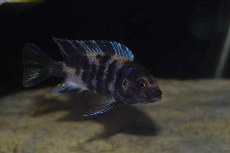 Maylandia zebra 'Masinje'